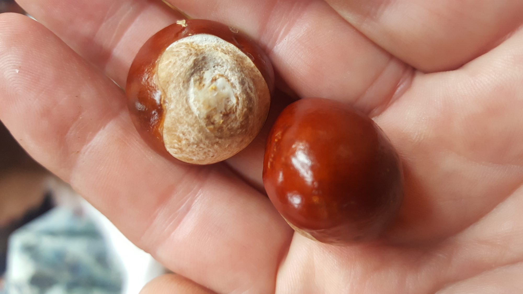 Conkers collected from the Castle Gorunds
